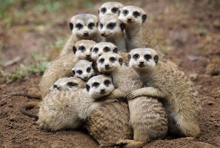 It's National Hugging Day, so you should probably check out these animals  hugging | HelloGiggles
