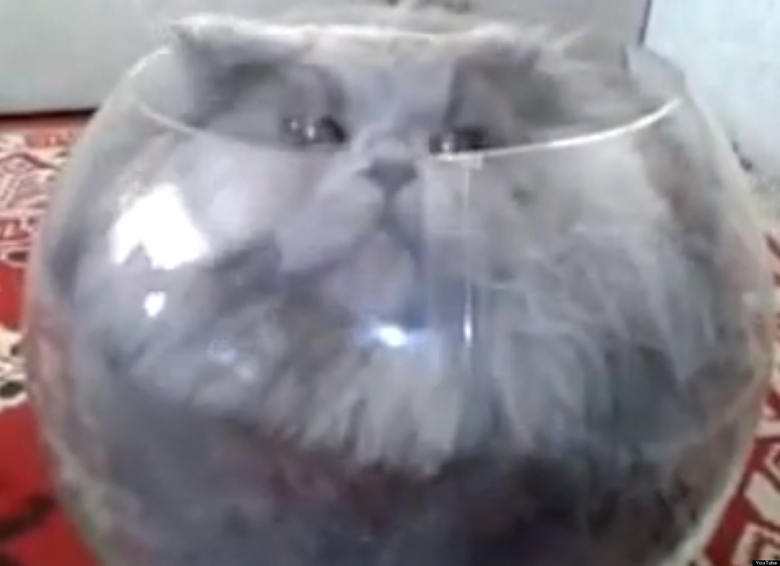 Cat in best sale glass bowl