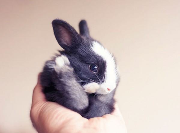 Almost Too Cute To Process Here Are The First Weeks Of A Baby Bunny S Life Hellogiggles Almost Too Cute To Process Here Are The First Weeks Of A Baby Bunny S Life Hellogiggles