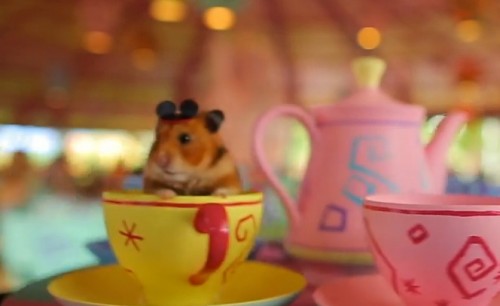 Tiny Hamster Went To Disney World Tiny Hamster Went To Disney World Hellogiggles