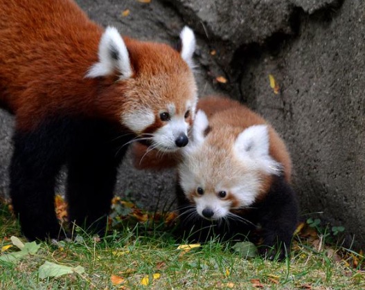 We Think You Need To See Tofu The Adorable Baby Red Panda Hellogiggles