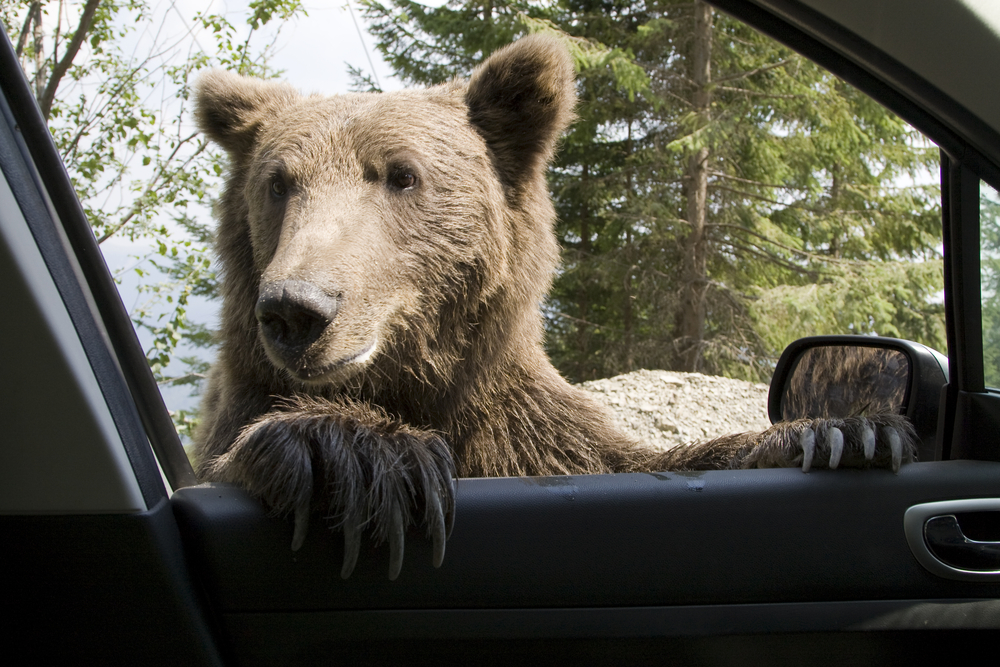 Bear Tries To Break Into Cars Internet Can T Stop Giggling Hellogiggles