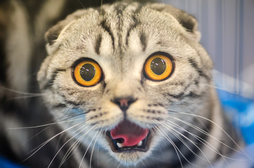 10 ridiculously hilarious stock photos of cats, because why not ...