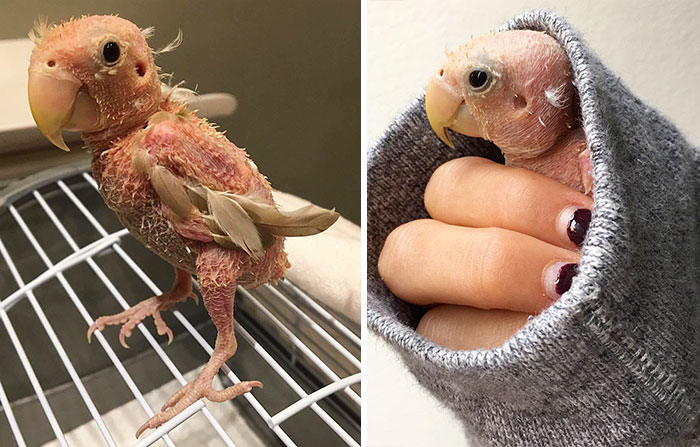 bird with sweater