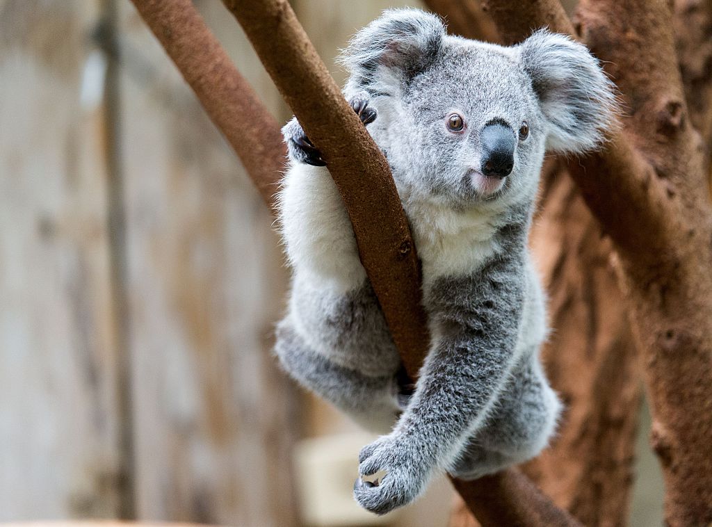 This Adorable Baby Koala Got Way Too Excited And Ran Face First Into A Tree Hellogiggles