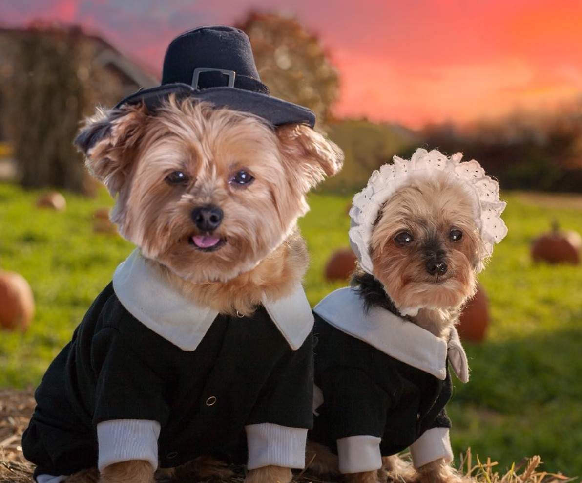 11 Dogs Dressed As Pilgrims To Help Make Your Thanksgiving Magical Hellogiggles