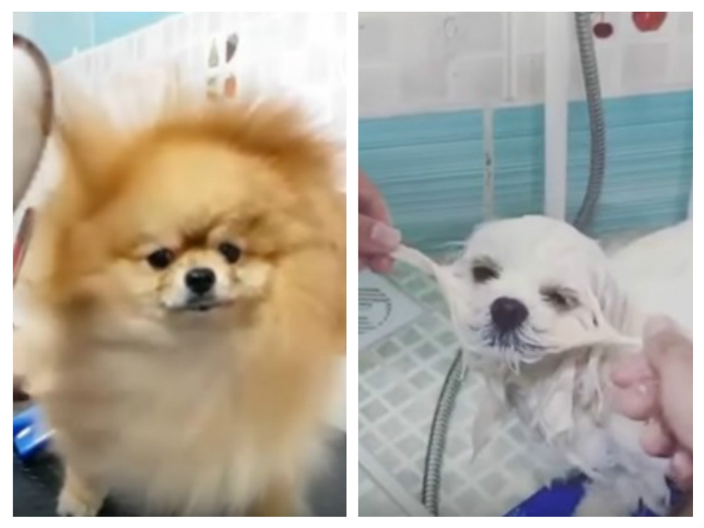 a dog groomer