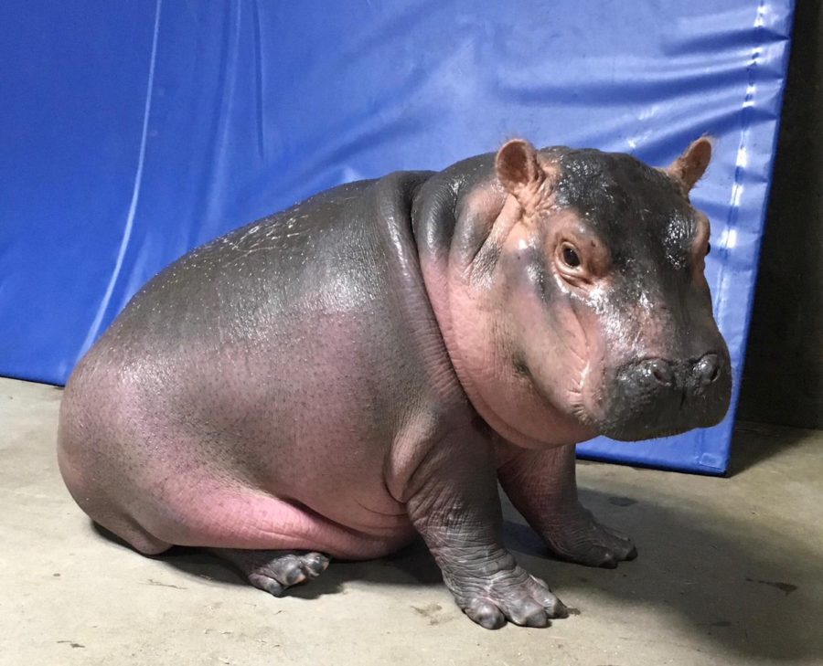 It S Sunday So Please Watch A Baby Hippo Freak Completely Out About Bubbles Hellogiggles