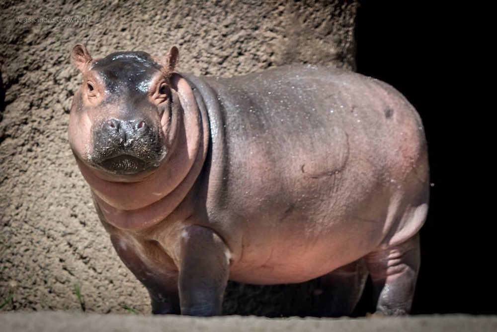 Here S An Update On Baby Hippo Fiona Just In Case You Don T Follow The Cincinnati Zoo Hellogiggles