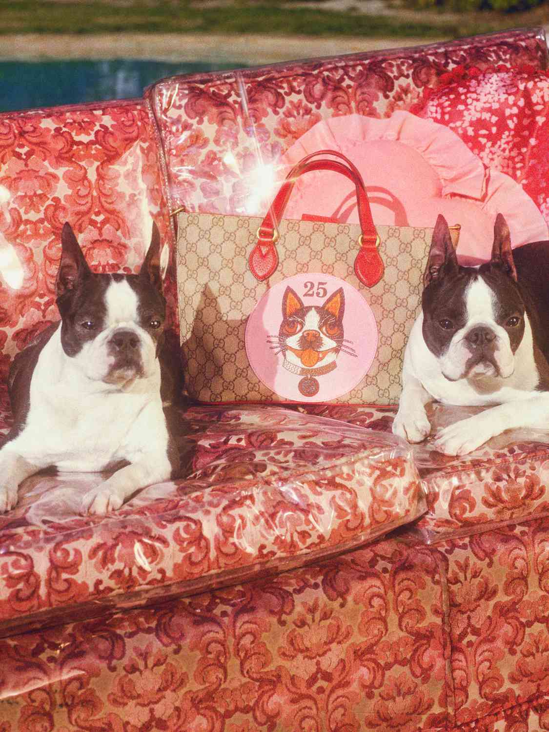 gucci dog collection