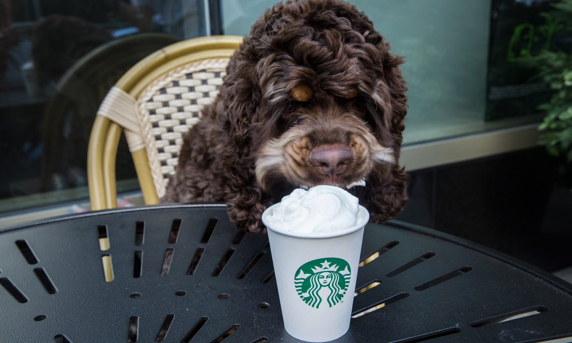 The Starbucks Puppuccino Is Your Dog's New Favorite Drink | MyRecipes