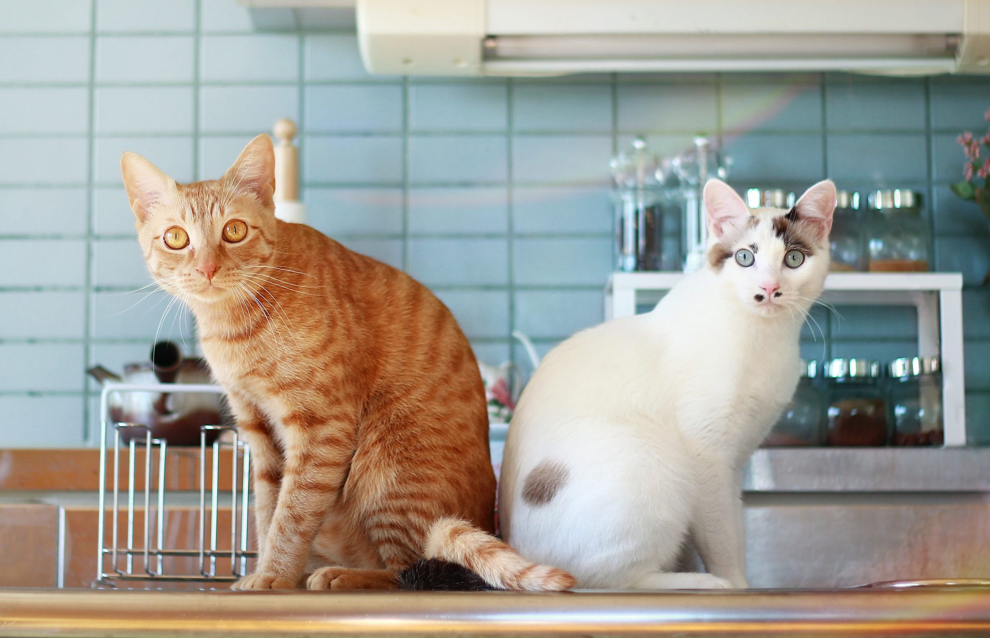 Kitchen cat store