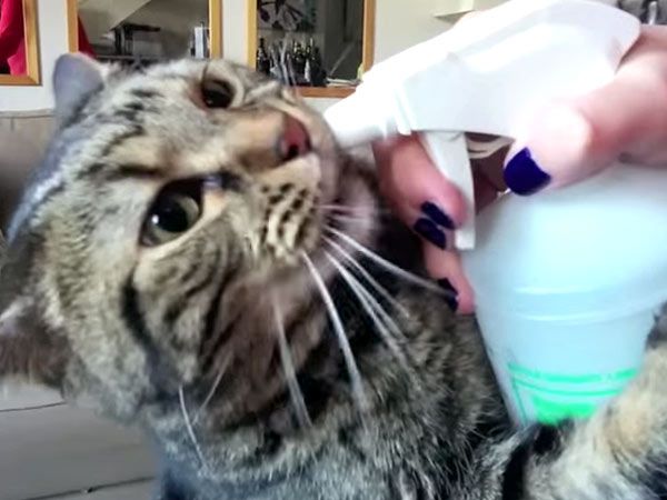 cat bottle