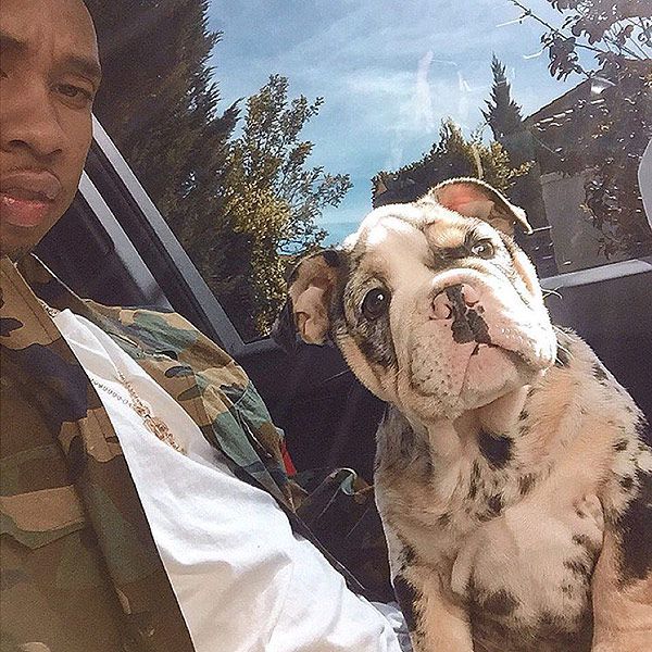 Kylie Jenner And Tyga S 50 000 Dog Check Out The Adorable Bulldog People Com