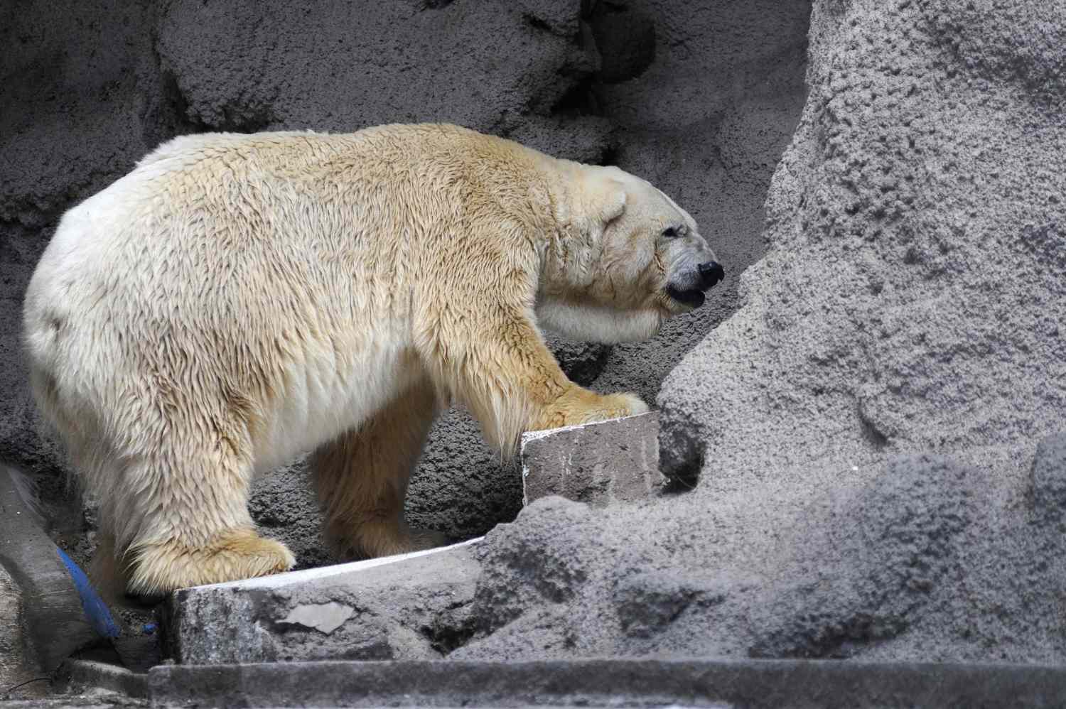 Argentina Zoo Polar Bear Arturo Dies At 30 People Com