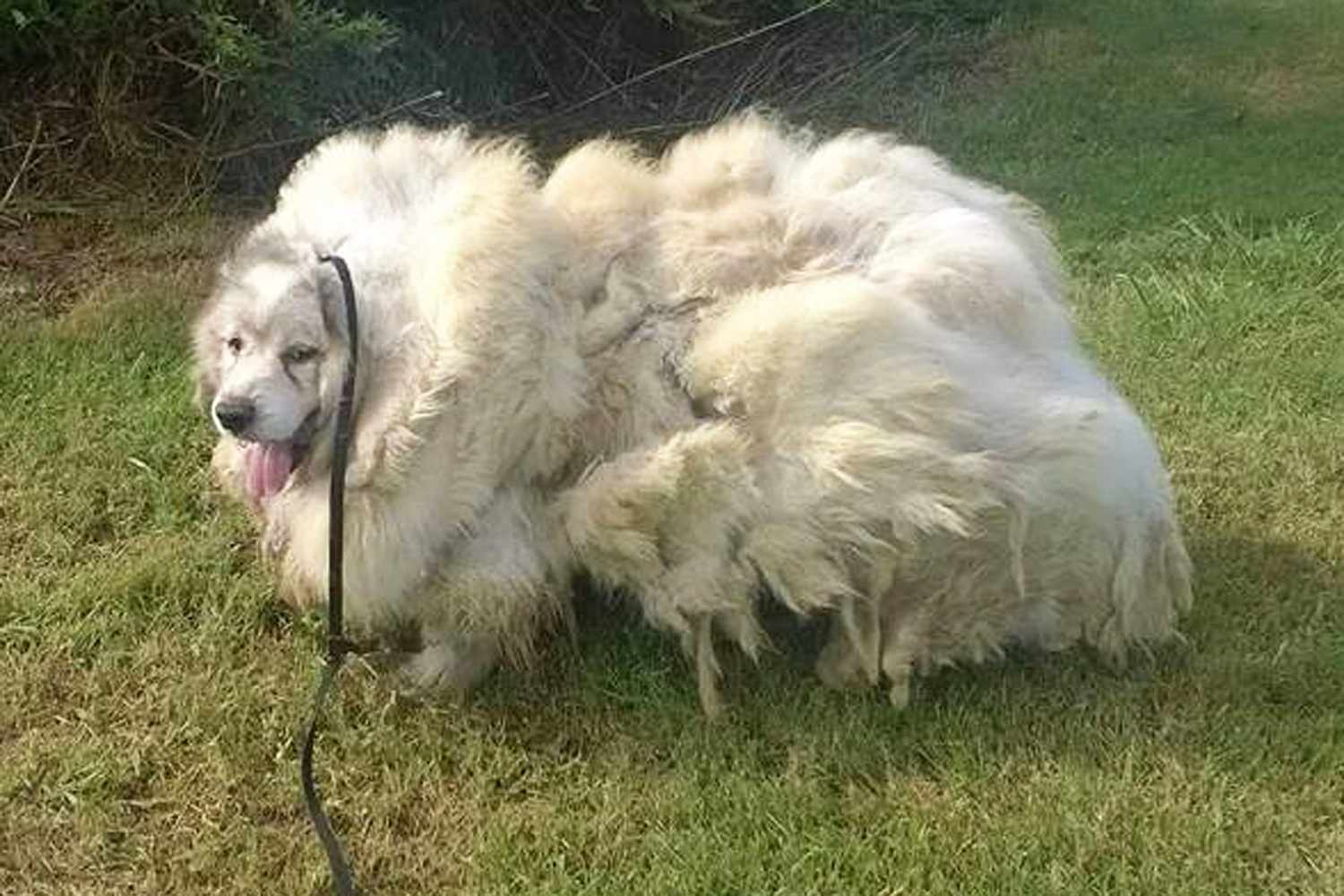 Dog Sheds 35 Lbs of Matted Fur | PEOPLE.com