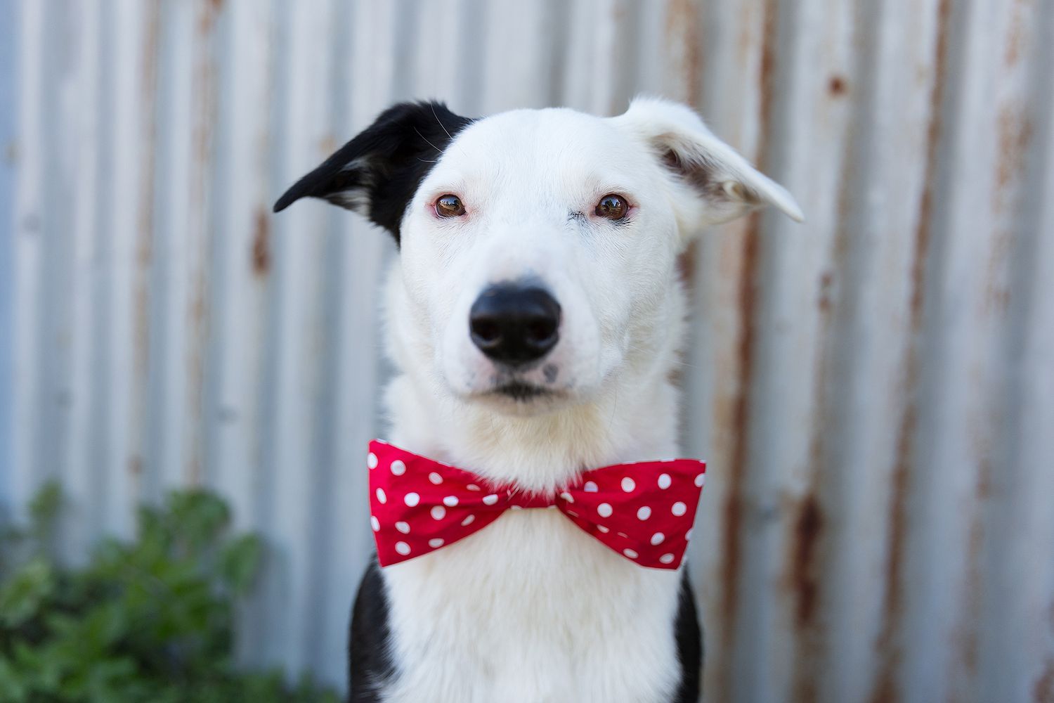Dogs in Bowties Photos | PEOPLE.com