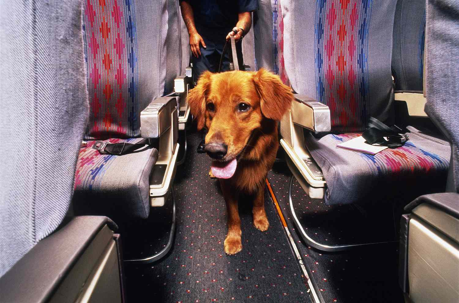 Avoid Dog Travel Drama, Here's How to Prepare Your Pet for a Flight |  PEOPLE.com