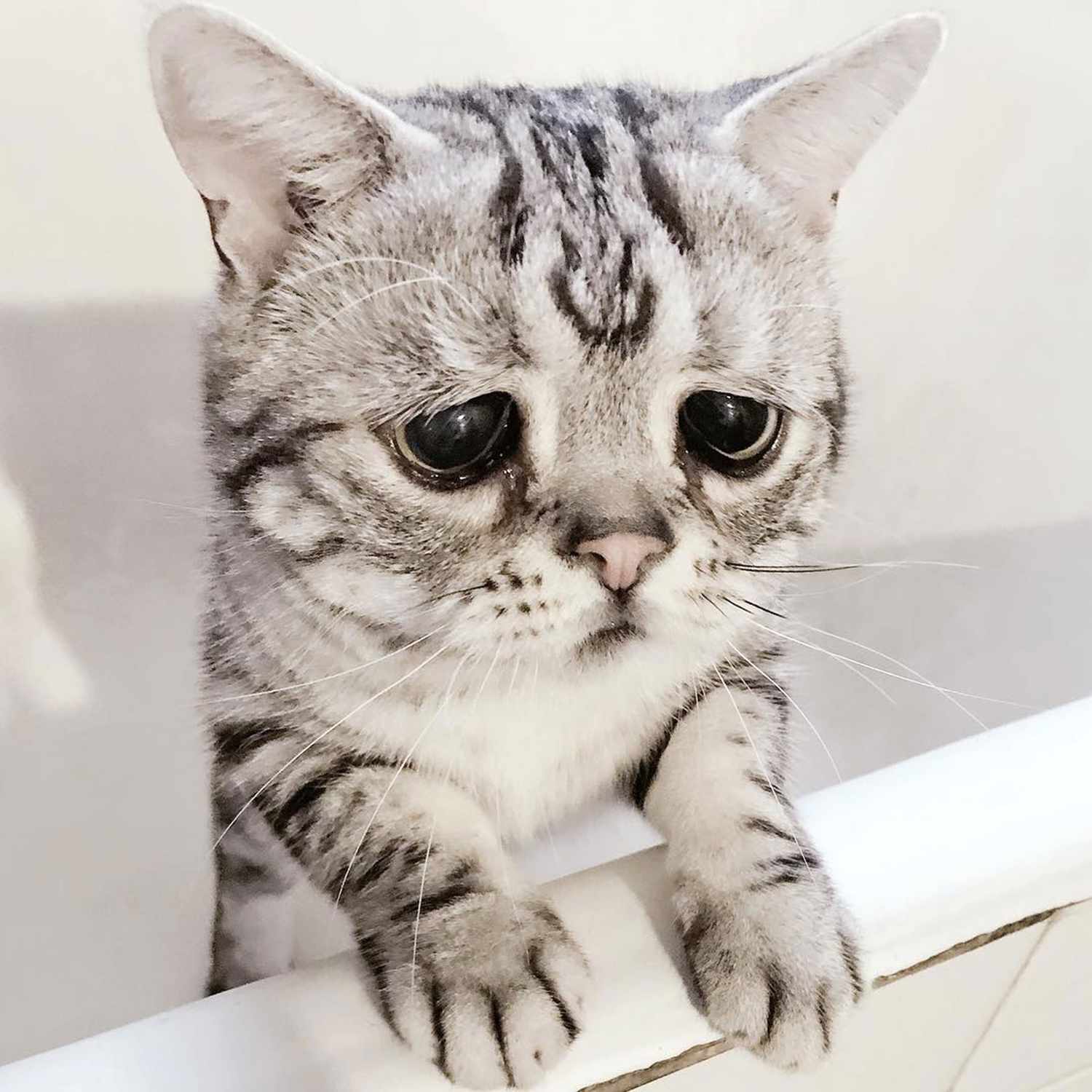 Sad Cat with Permanent Frown goes Viral on Instagram | PEOPLE.com