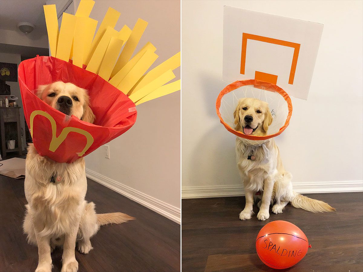 dog depressed wearing cone