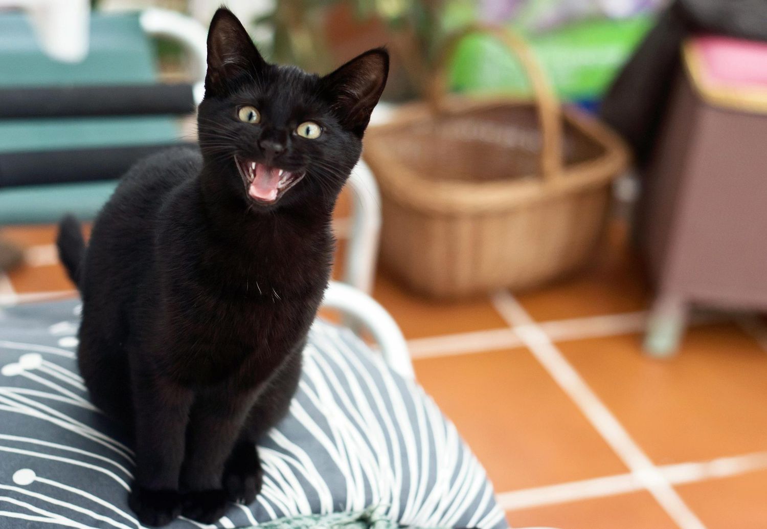 Celebrate National Cat Day By Decoding What Your Cat S Different Meows Mean People Com