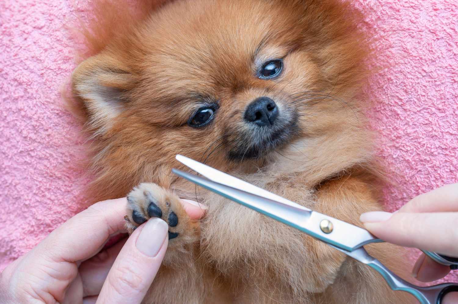 basic dog grooming kit