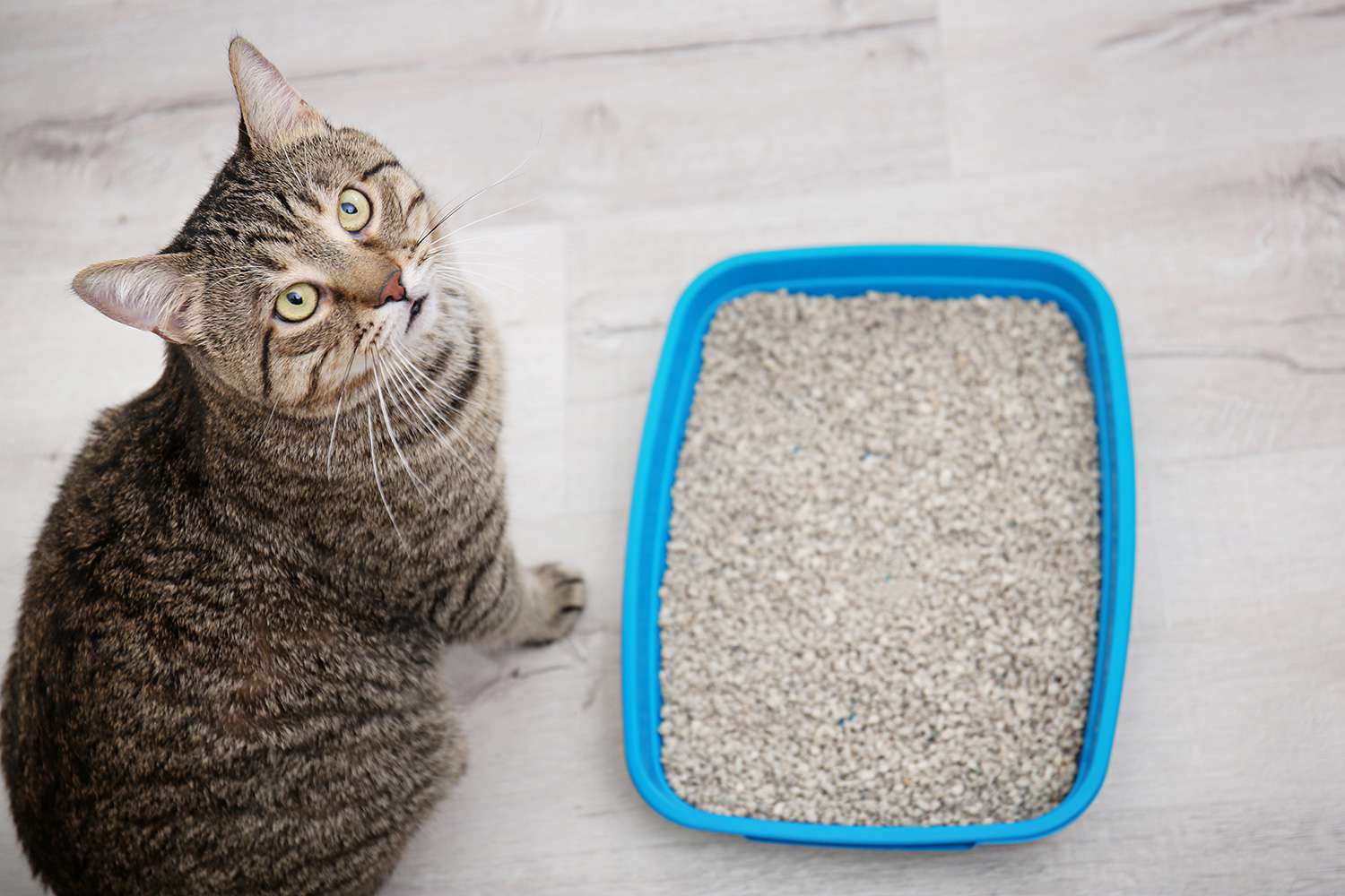 Dr. Elsey's Cat Litter Has Tons of Rave Reviews on Amazon | PEOPLE.com