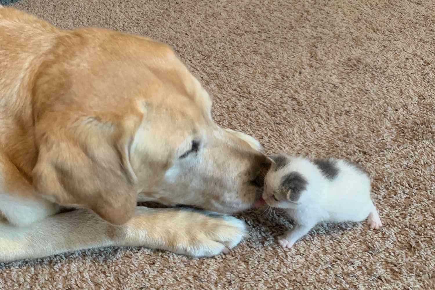 This Elderly Lab Loves Raising His Stray Kitten 'Baby': 'They truly love  each other' | PEOPLE.com
