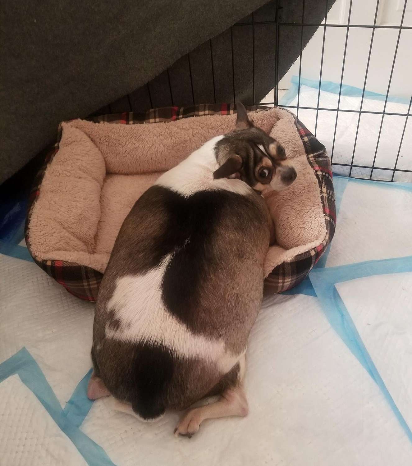Overweight Chihuahua Abandoned On Nj Highway Rescued People Com