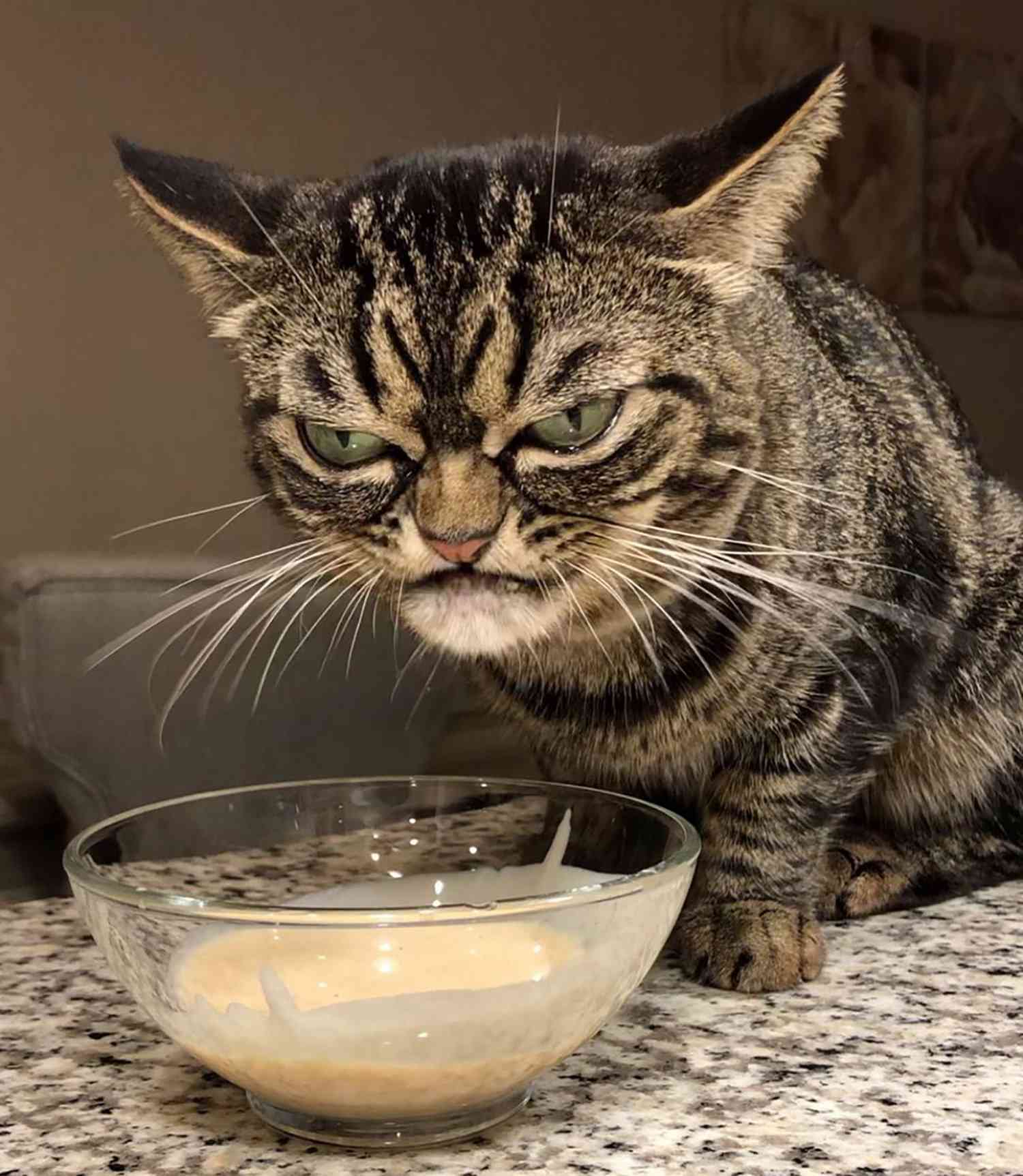Kitzia the New Grumpy Cat on Instagram | PEOPLE.com