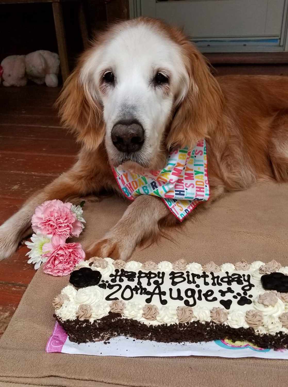 20-Year-Old Dog Becomes Oldest Golden Retriever in History | PEOPLE.com
