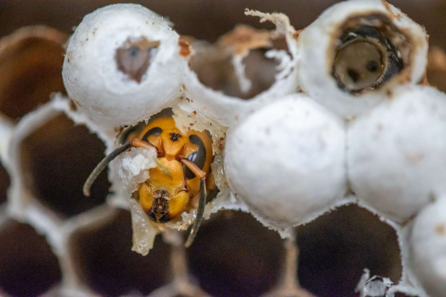 Bee onlyfans queen Bumblexbee333/Queen Bee