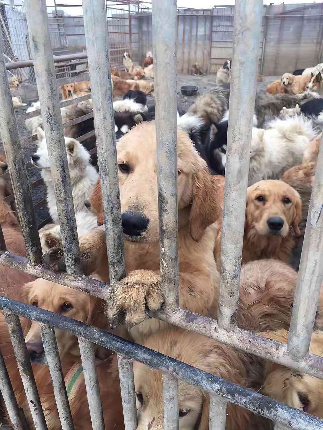60 Dogs Rescued From China S Dog Meat Trade Need Your Help To Find Loving Forever Homes People Com