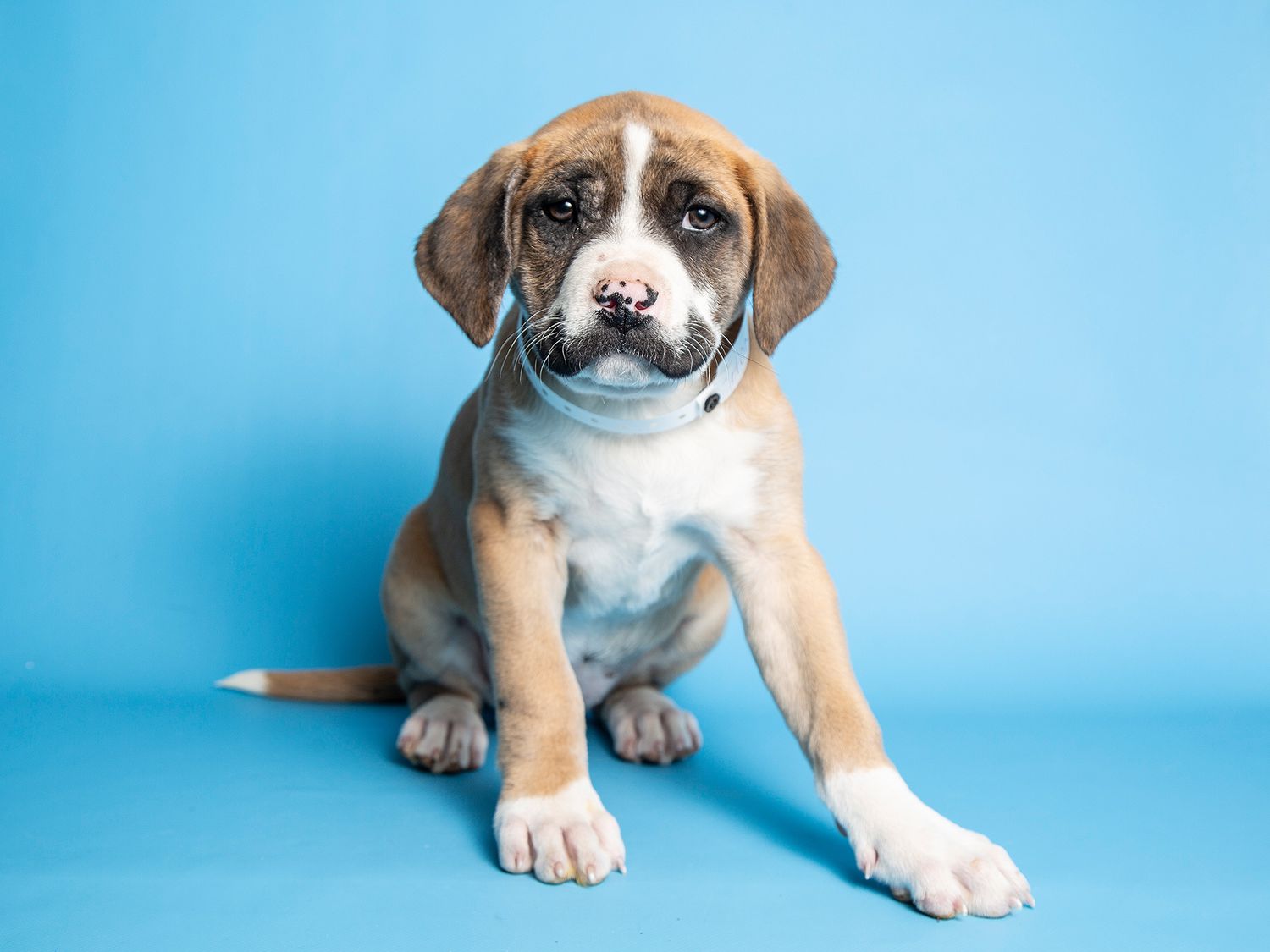 5,000+ Best Puppy Photos · 100% Free Download · Pexels Stock Photos