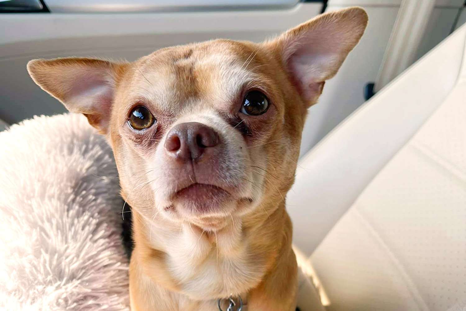 Adoption Ad For Demonic Chihuahua Goes Viral People Com