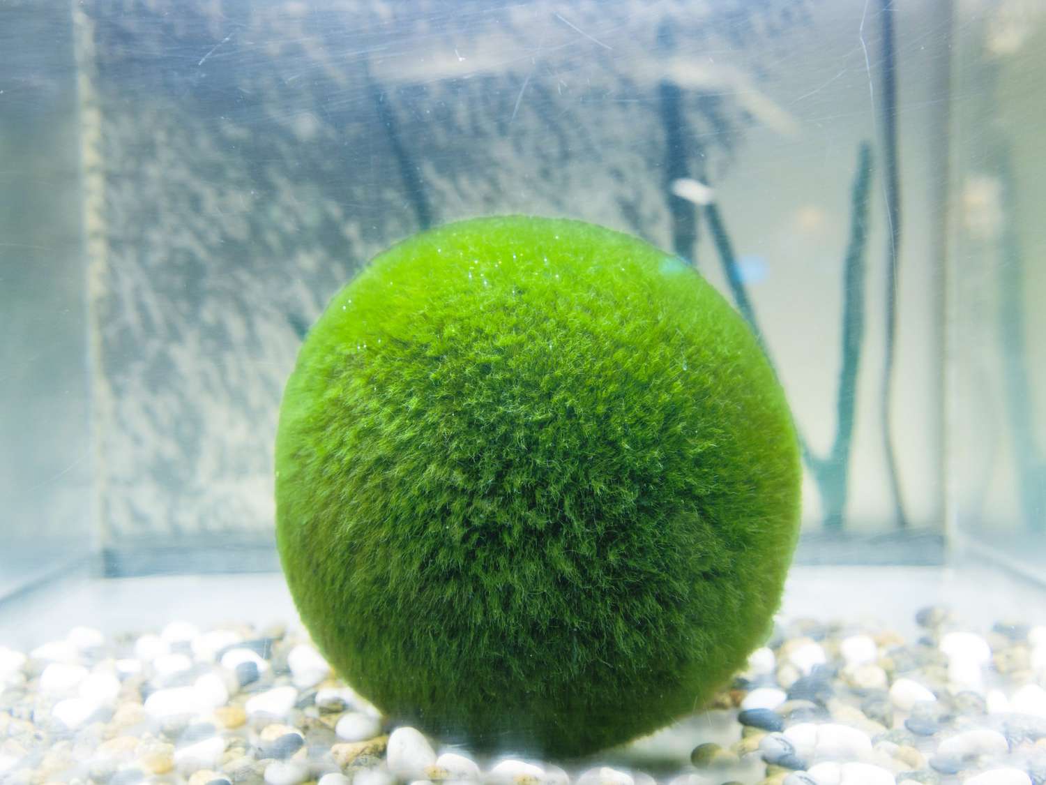 keep in water.Grow slower than cactus EASY! MossBall-rare live plant