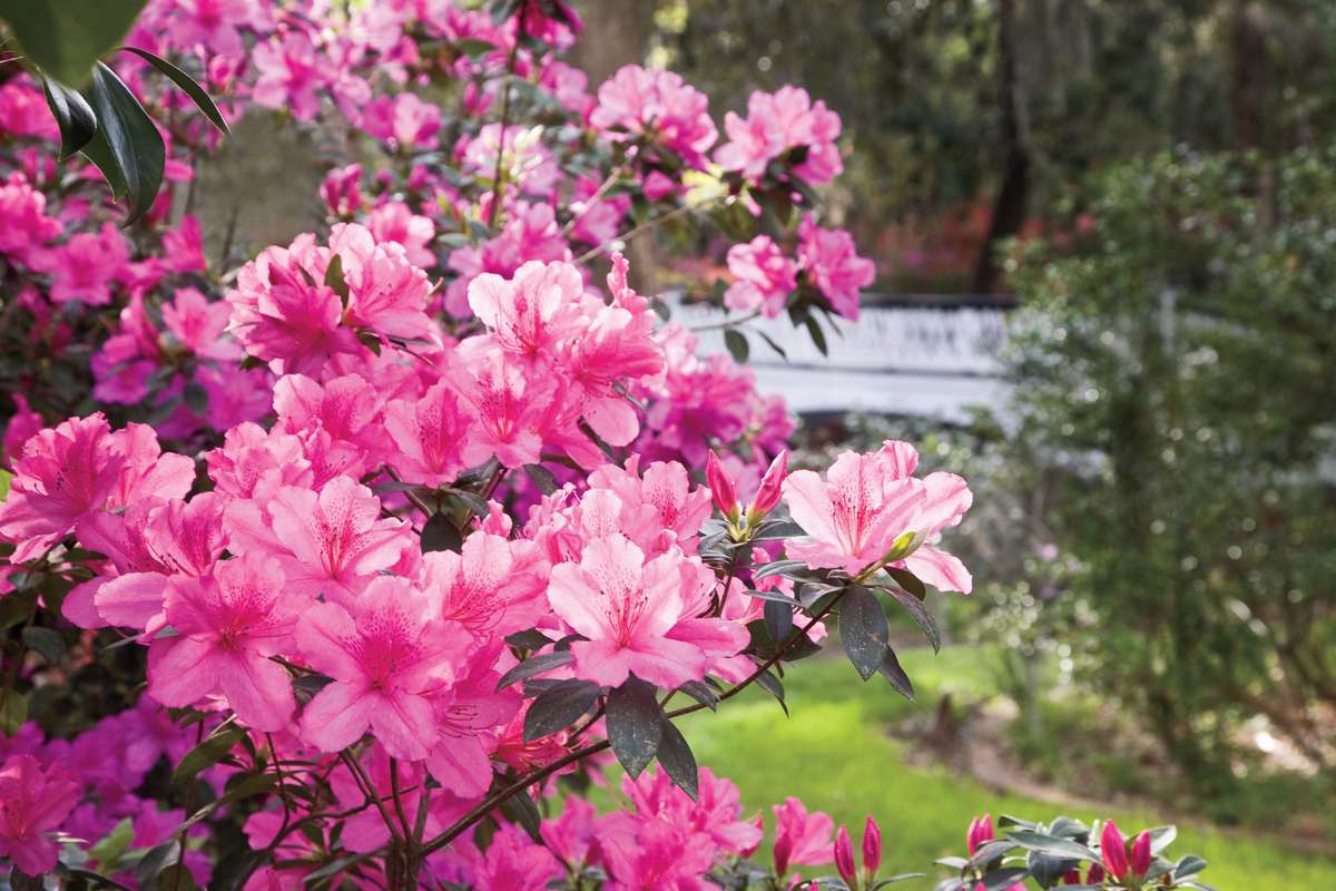 The Complete Guide To Azaleas Southern Living