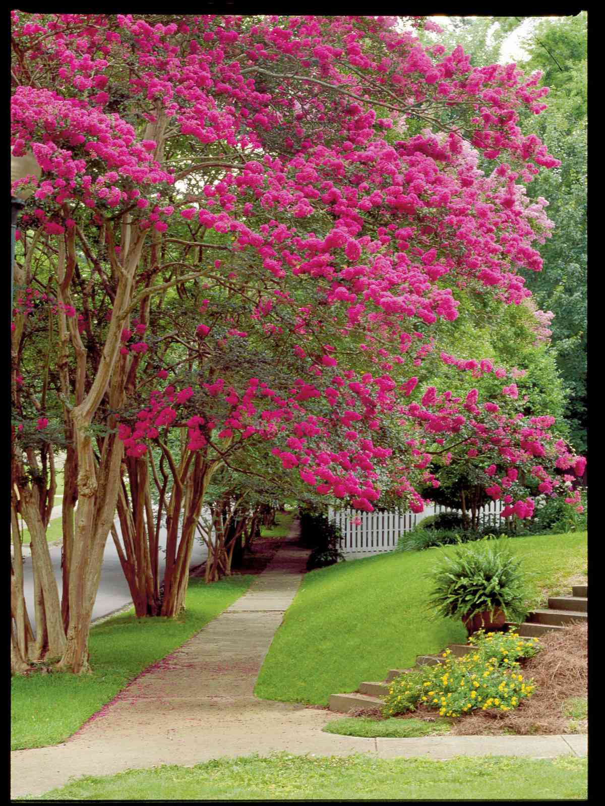 History Of Crepe Myrtles In The South Southern Living