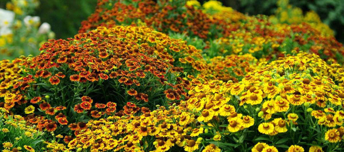 20 Fall Plants, From Flowers to Trees, For Bright Autumn Color ...