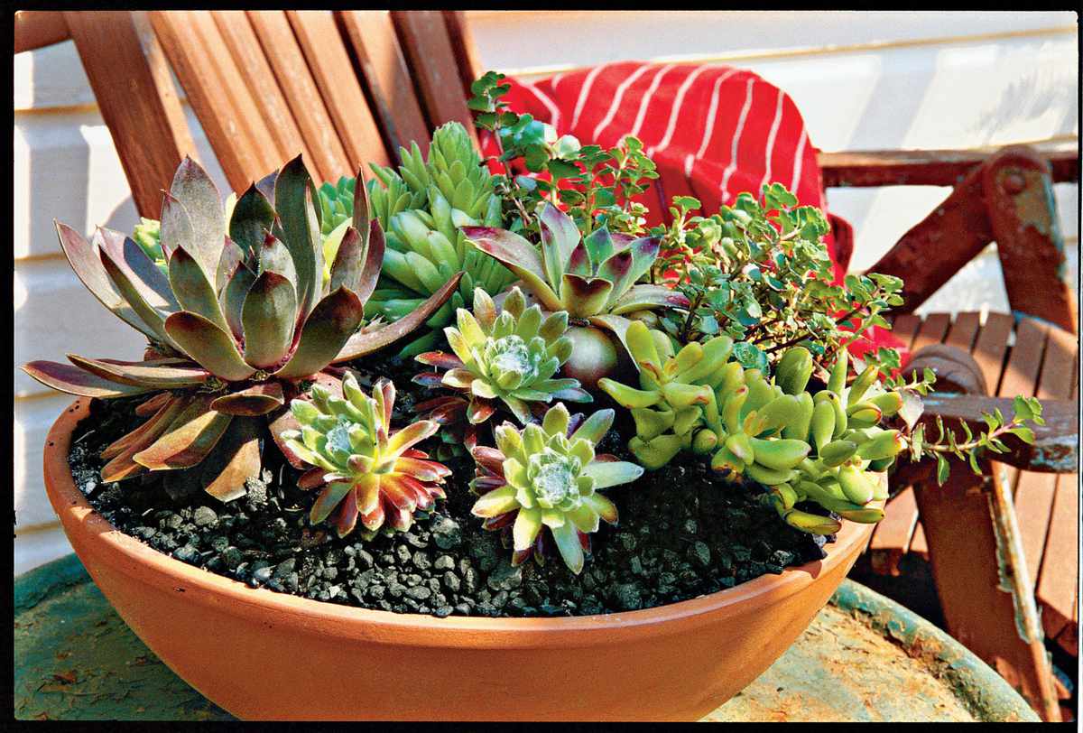 How To Plant Succulents In Containers, How To Plant Succulents Outdoors In Containers