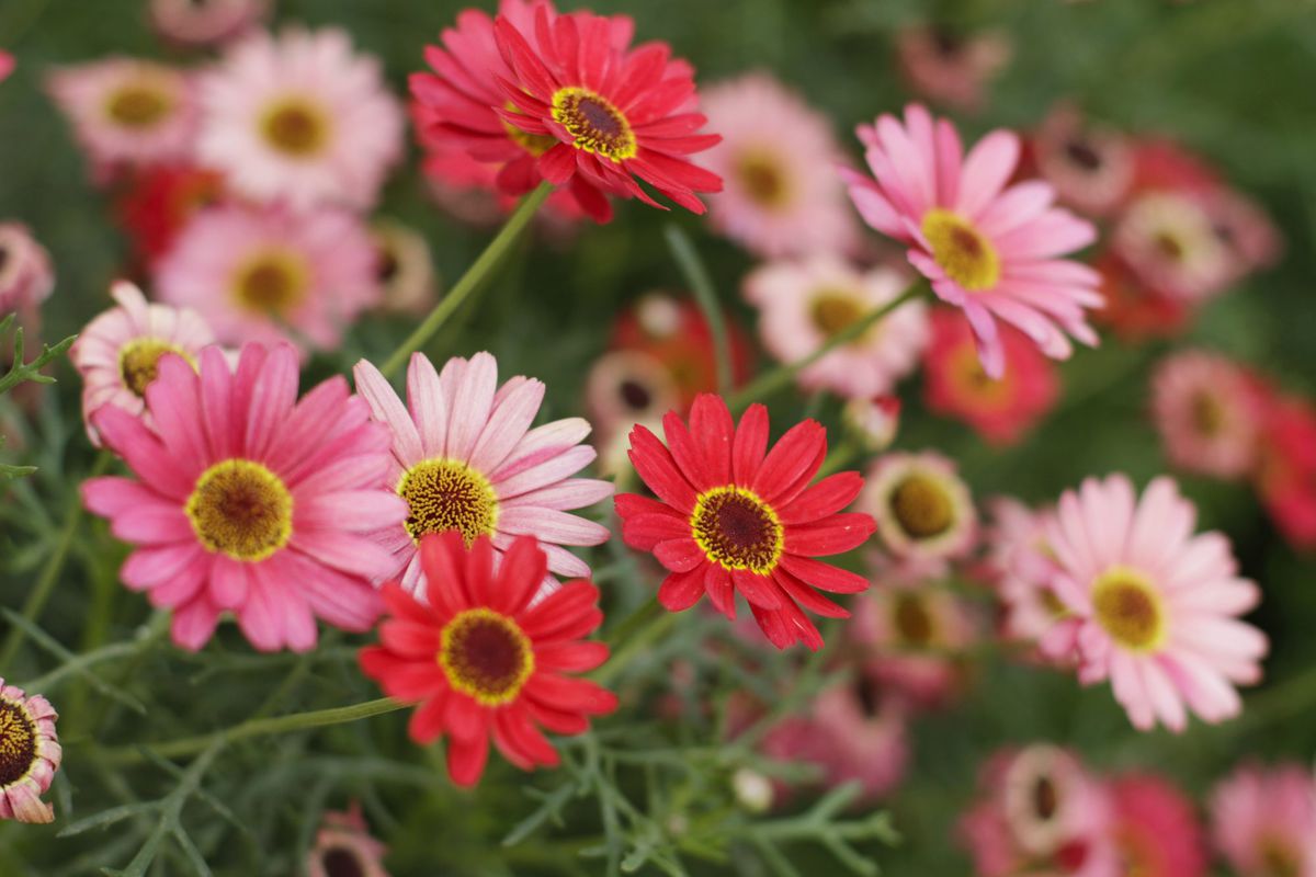 Gerbera Daisy Care How To Help Your Blooms Thrive Southern Living,Wheat Flour Empanadas
