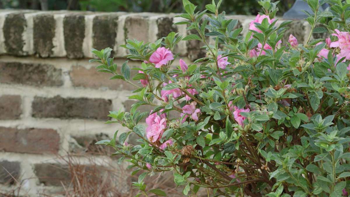 The Complete Guide To Azaleas Southern Living,Diy Outdoor Box Turtle Habitat