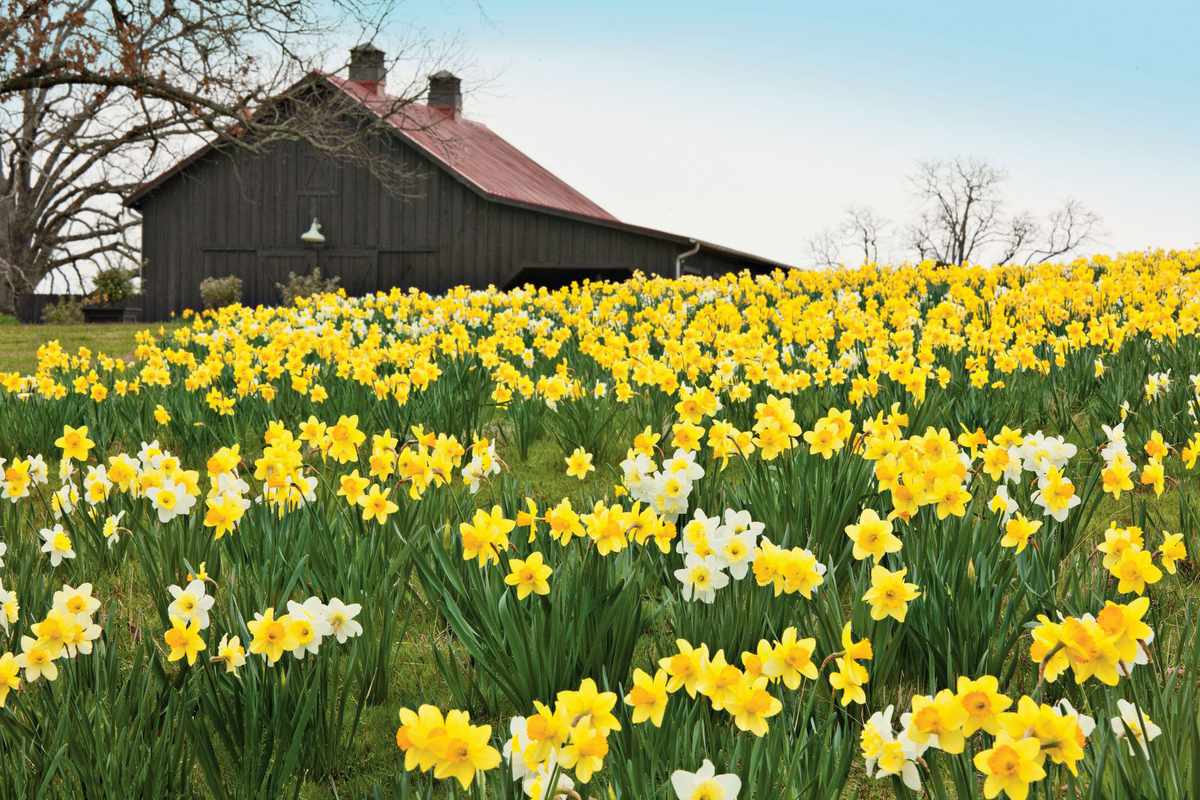 Grocer daffodil Alliance for