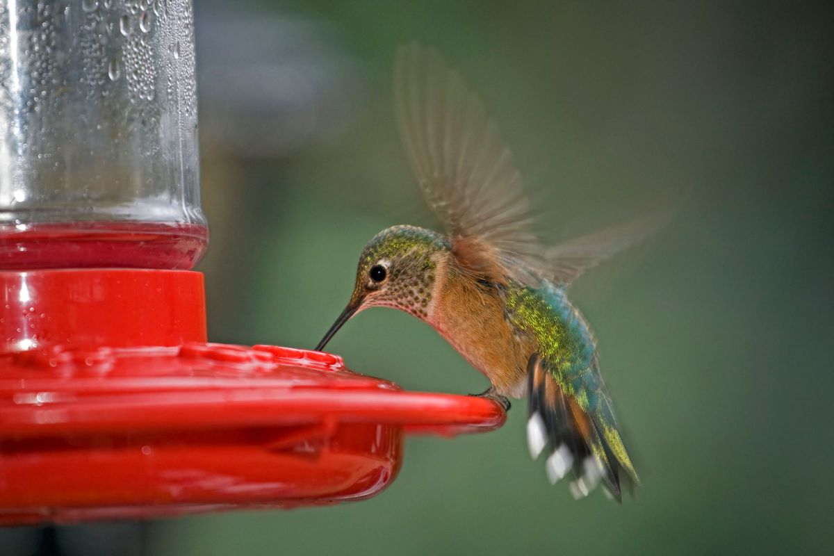 Image result for Things To Know About Hummingbirds