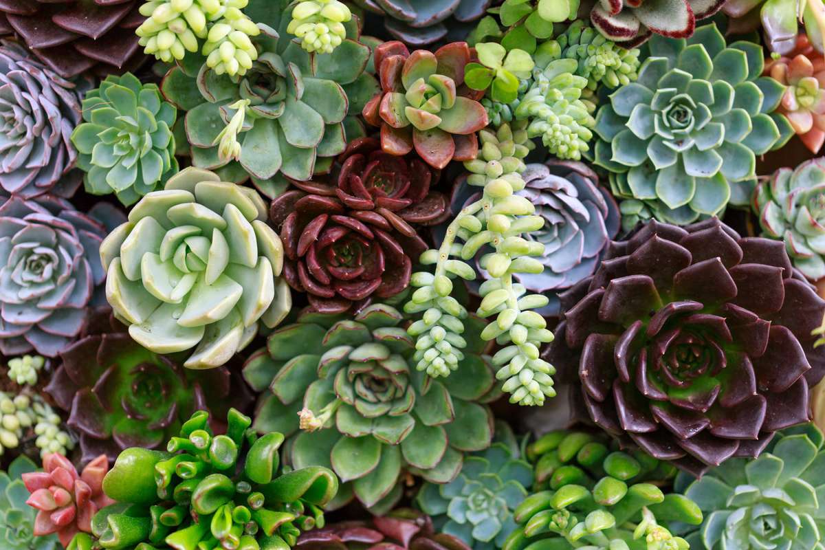 One Thing I Wish Someone Told Me Before I Started a Succulent Garden |  Southern Living