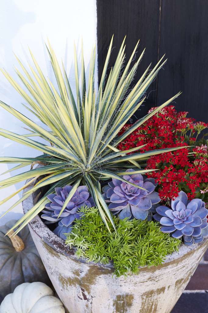 30 Heat Tolerant Container Gardens For Summer Southern Living - Best Container Plants For Sunny Patio