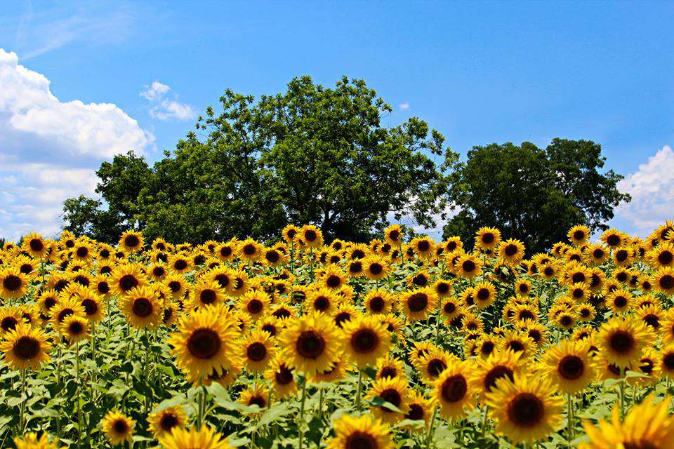 In Arkansas, where can you see a sunflower field?