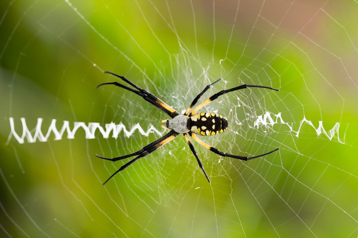 What To Know About The Garden Spider Southern Living