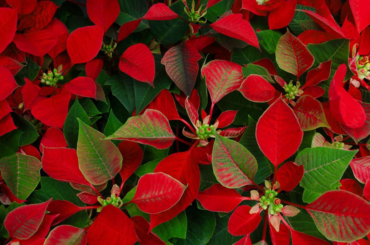 20 Best Christmas Plants Winter Plants And Flowers For The Holidays Southern Living