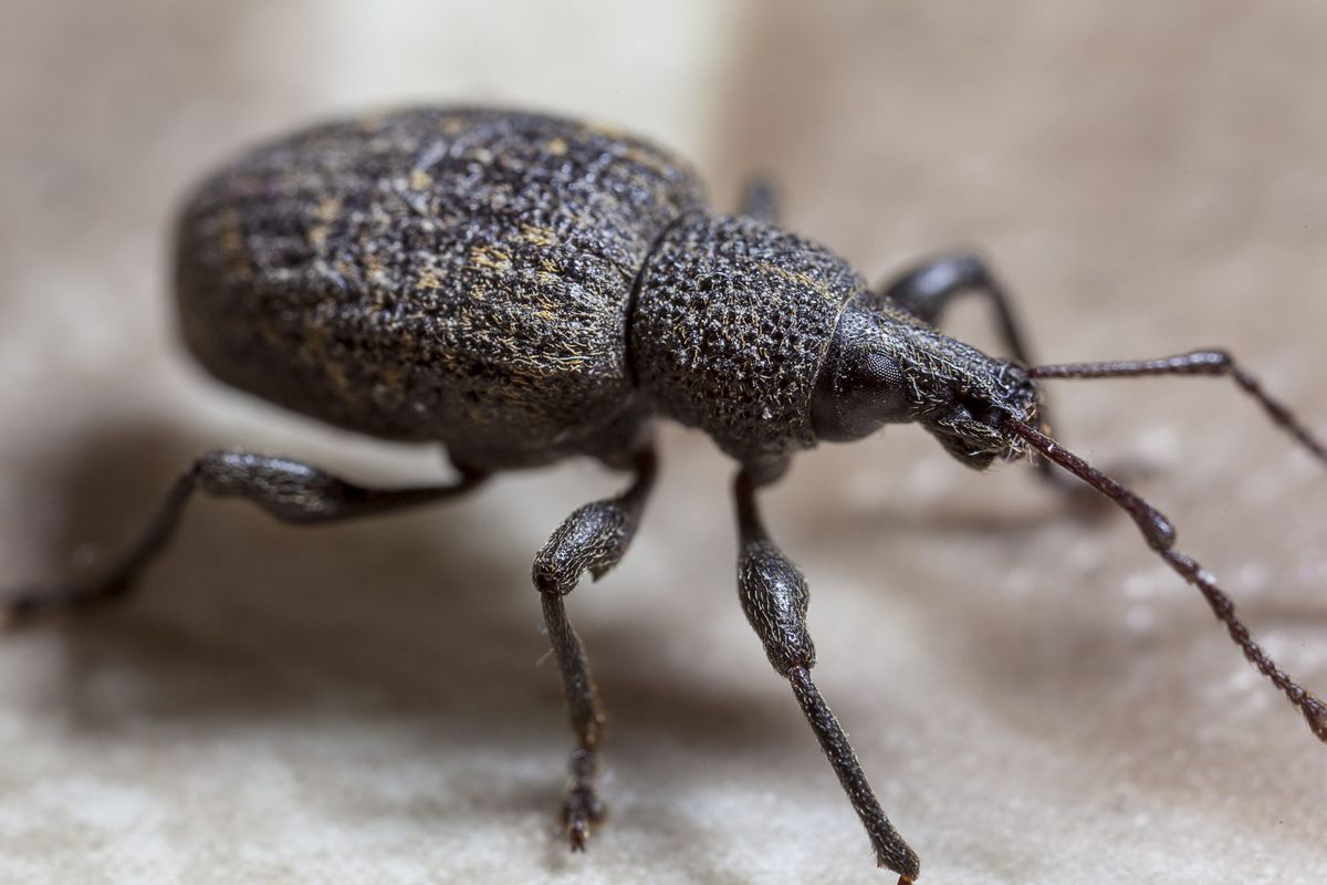 What Are The Damaging Effects of Pests?